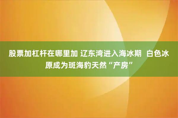 股票加杠杆在哪里加 辽东湾进入海冰期  白色冰原成为斑海豹天然“产房”